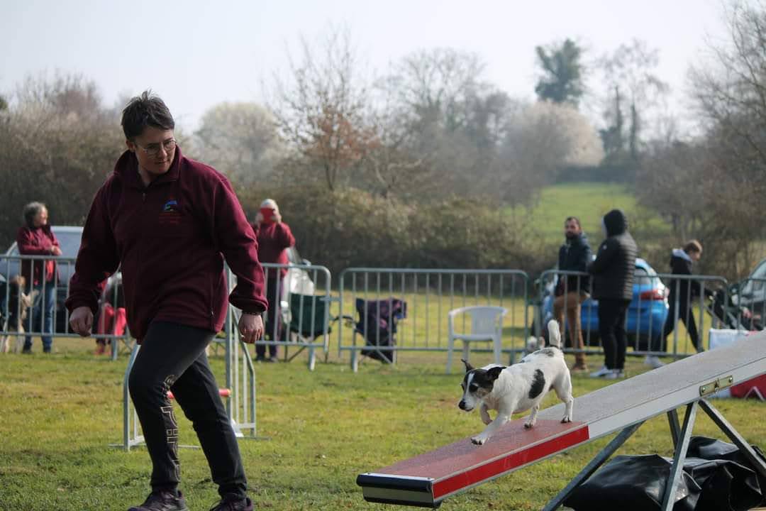 Activité avec un chien