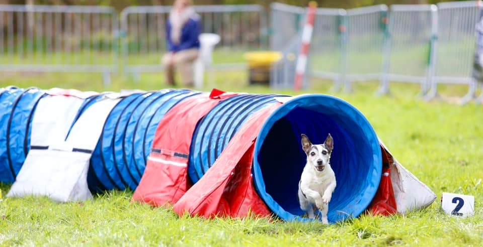 Accompagnement canin