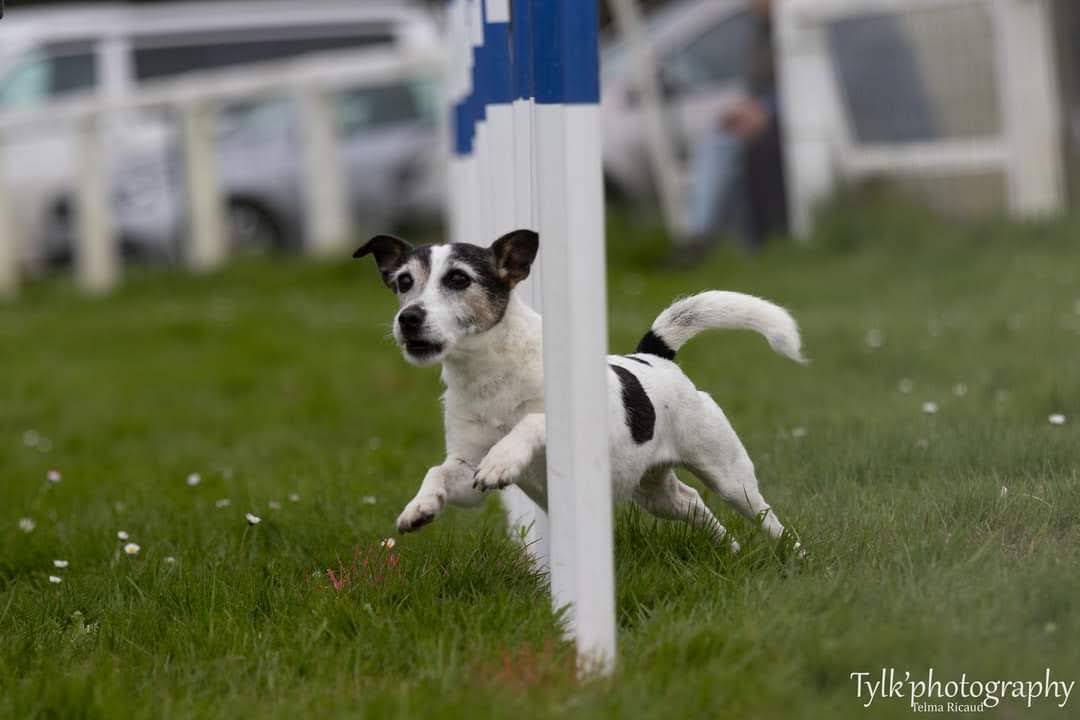 Éducation canine et accompagnement de chiens