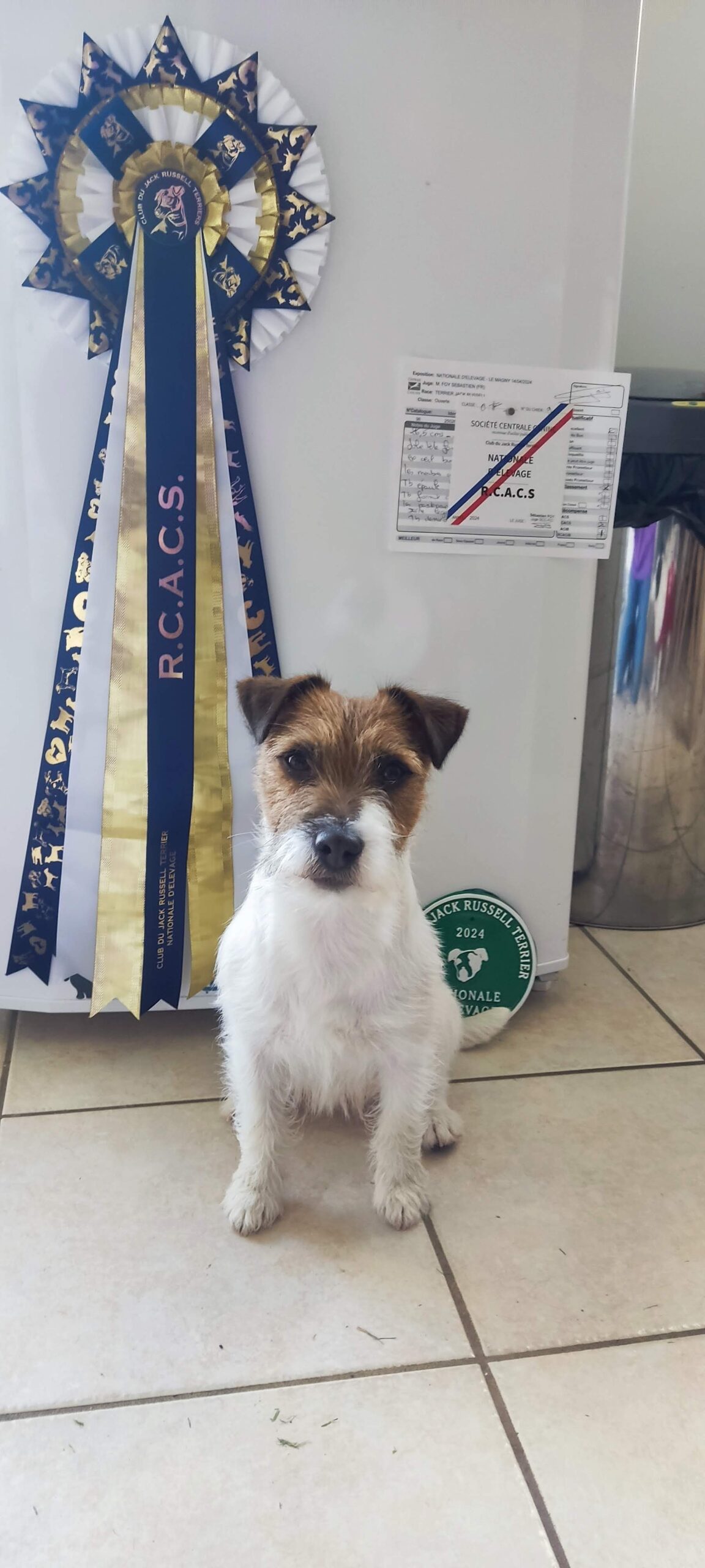 Chien pendant une activité