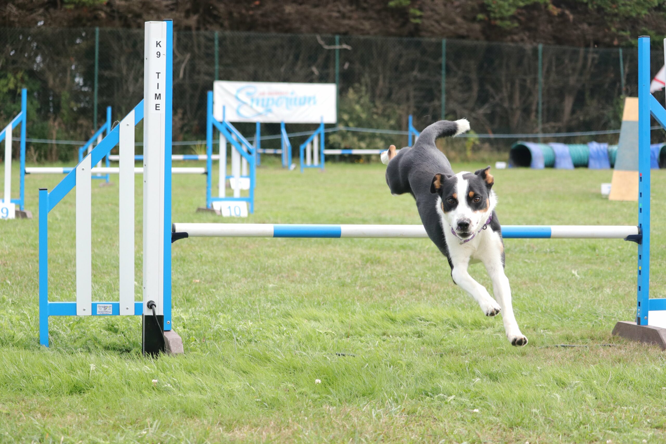 Balade canine