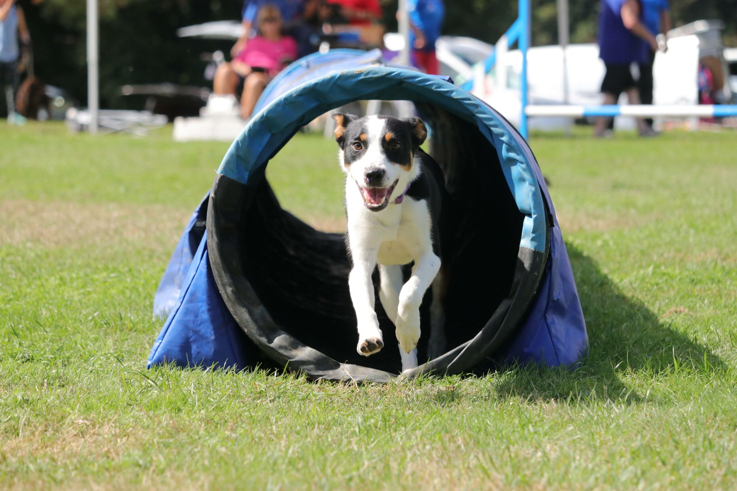 Prestations d'éducation canine et services pour chiens