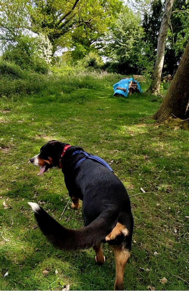 Chien en balade